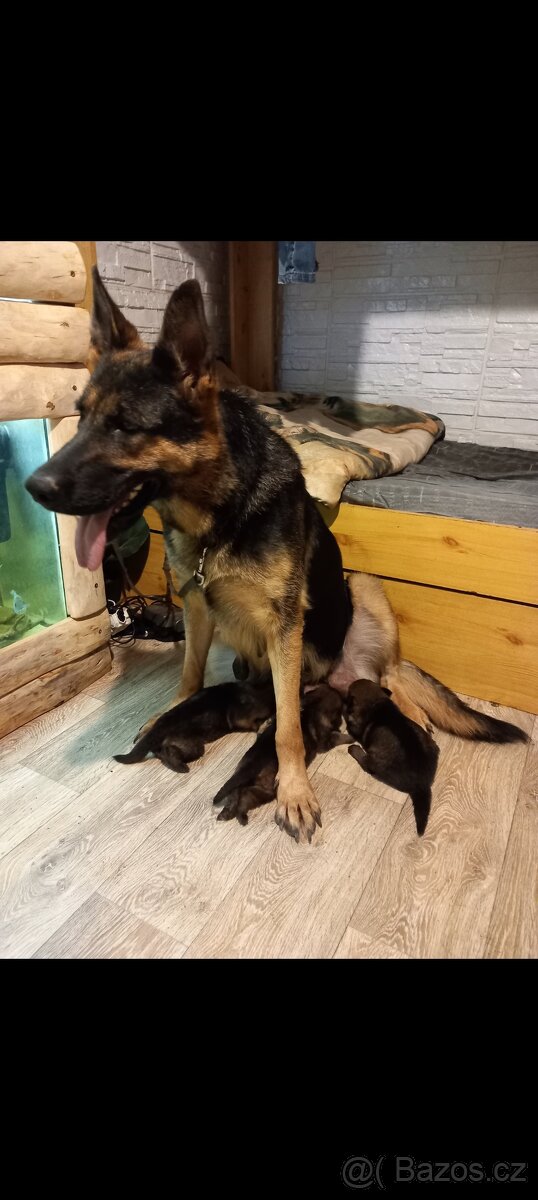 Německý ovčák - 2