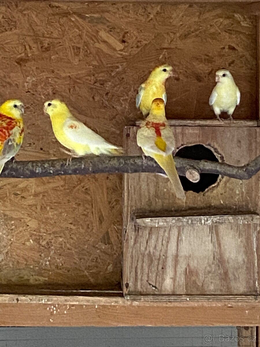 Papoušek zpěvavý - 2