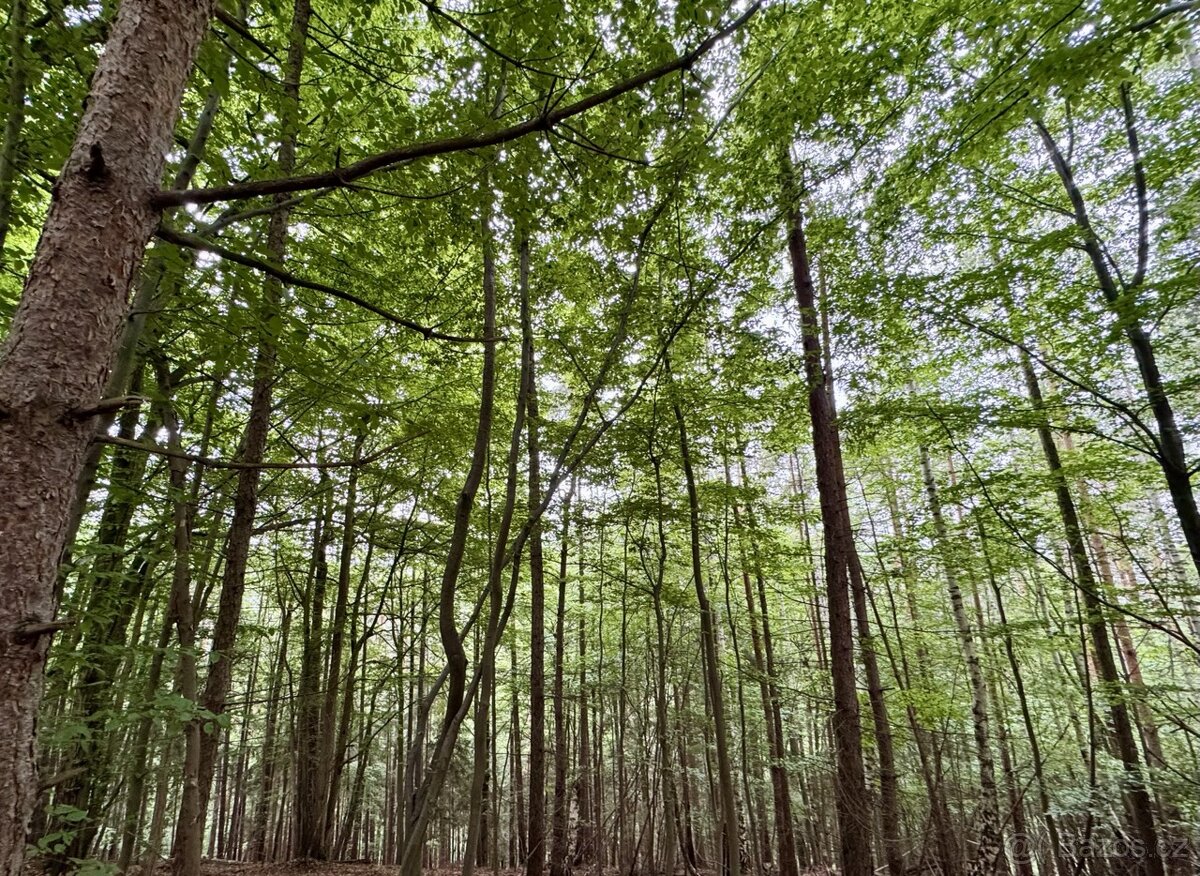 Prodej, pozemek, 2 644 m, 8, Leština, Česko - 2