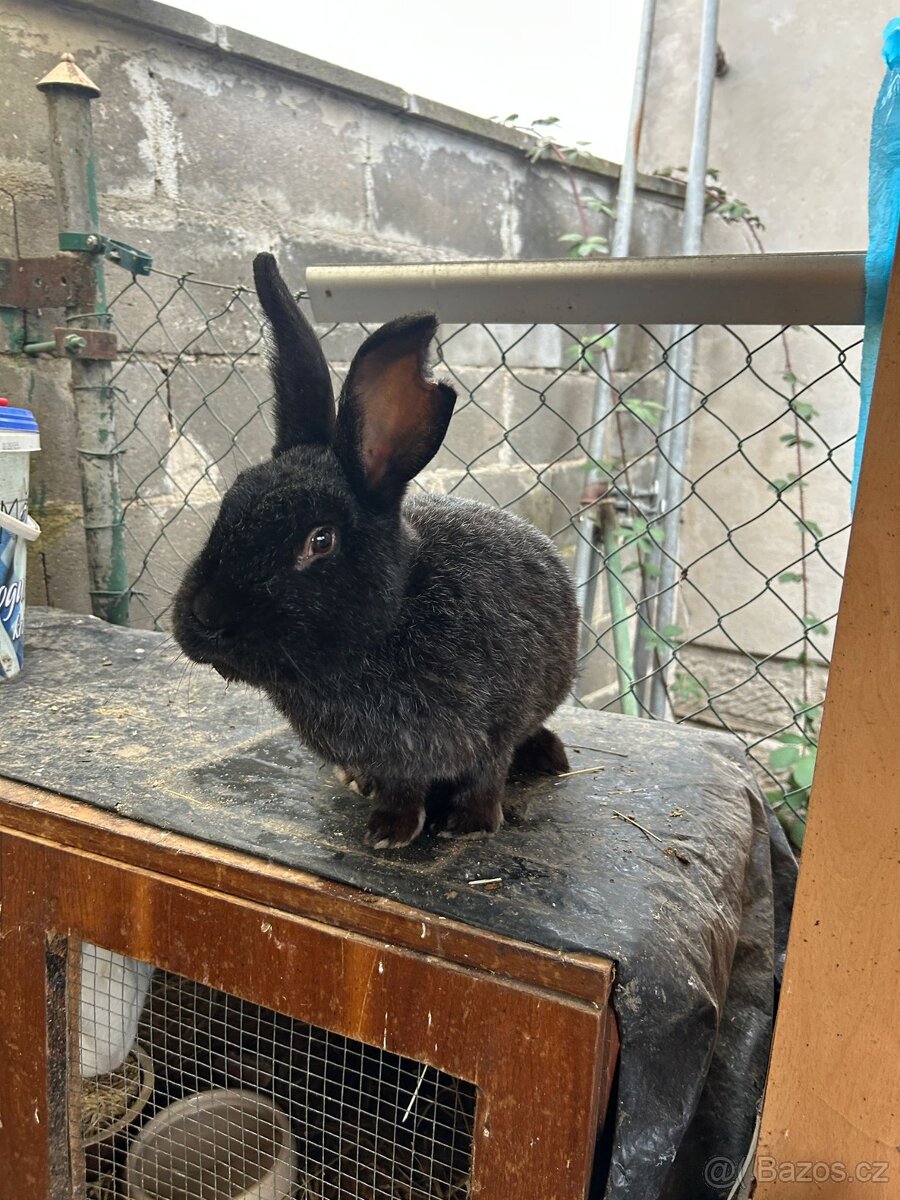 Králík samec Vss - 2