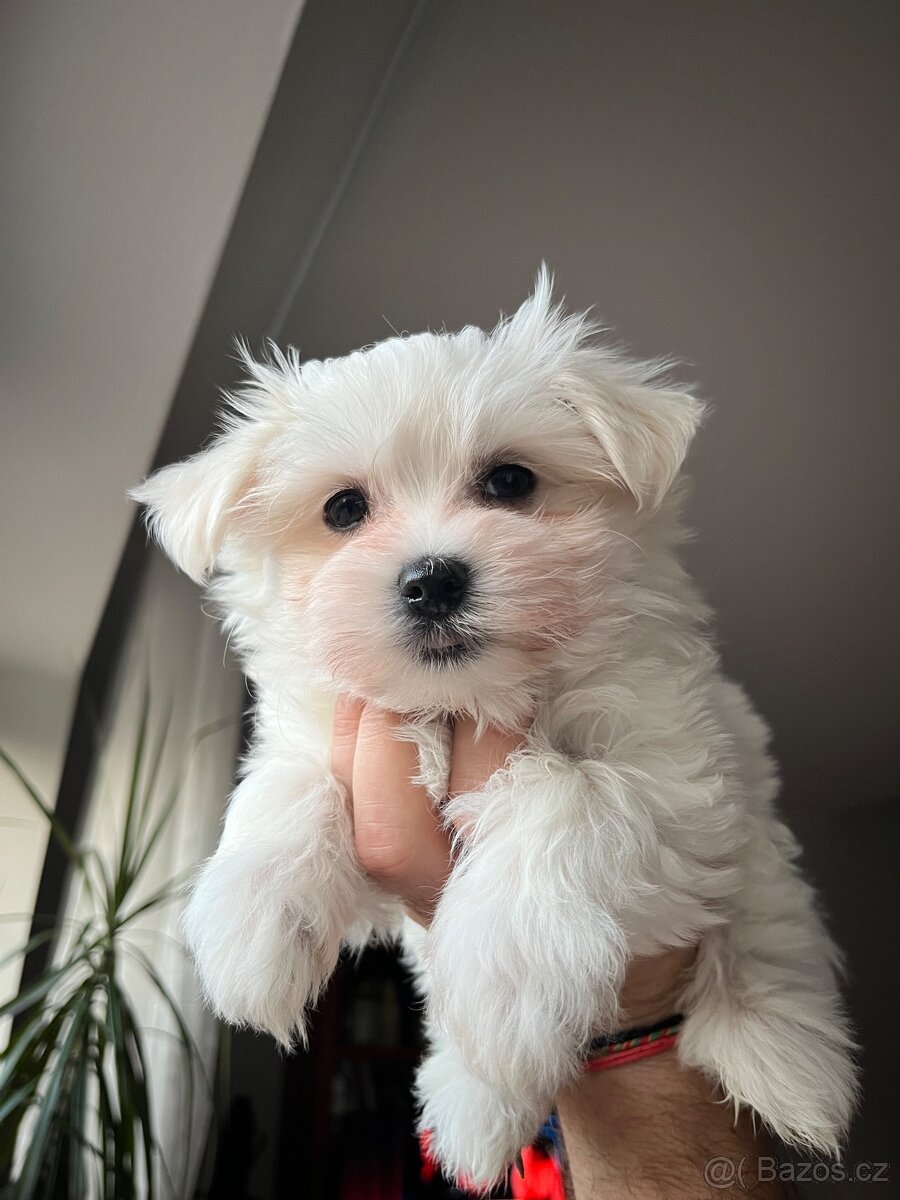 Maltezáček – krásná štěňátka k rezervaci - 2