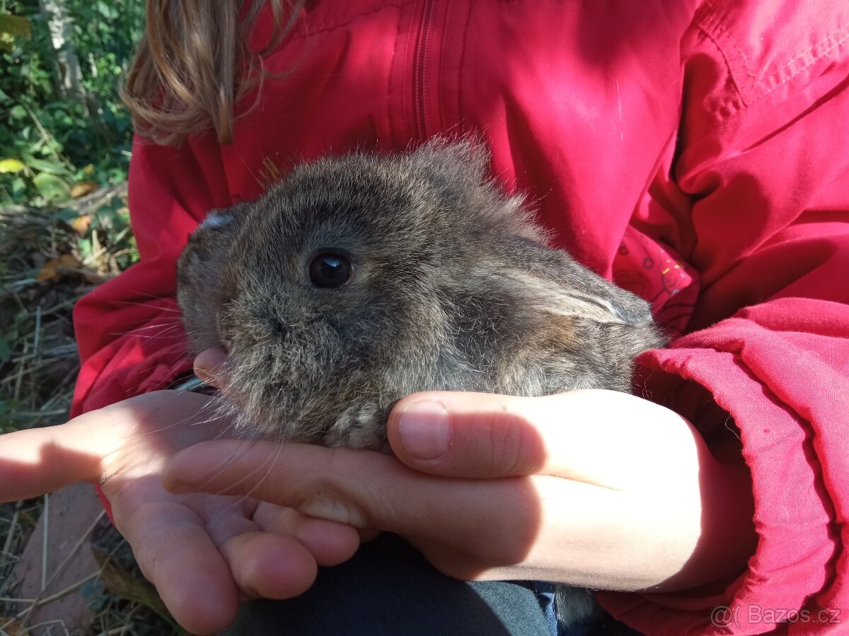Zakrslý králík - 2