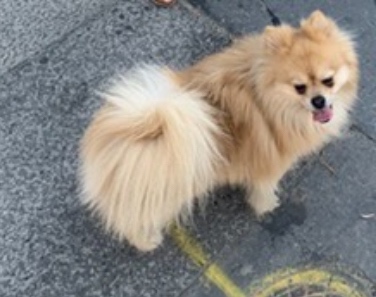 Pomeranian - 2