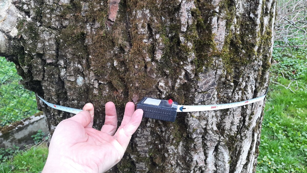 Ořech strom za odvoz - 2