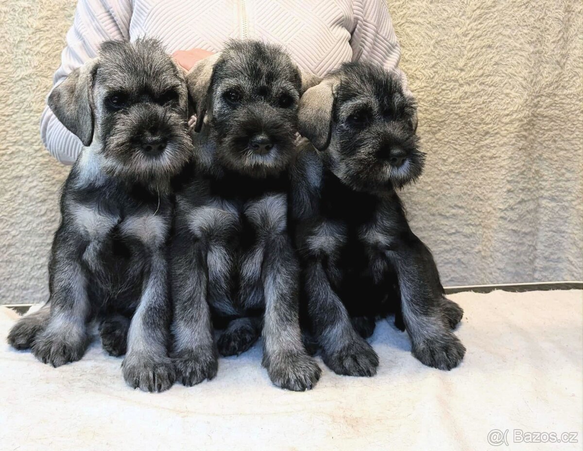 Knírač střední pepř a sůl - 2