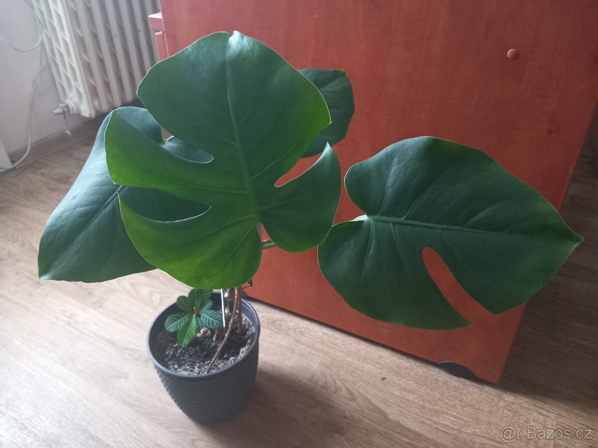 Monstera - 2