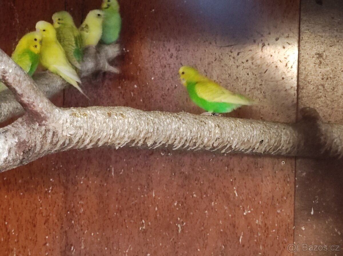 Prodám letošní andulky - 2