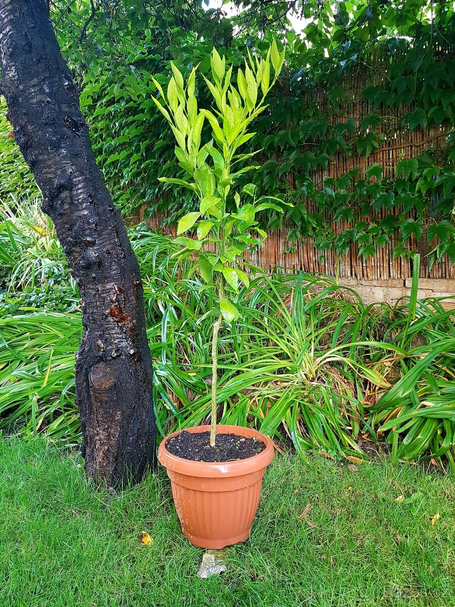 Mandarinka, citrusy, Satsuma Okitsu - 2