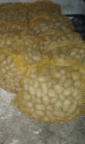 Brambory ANTONIE - 2