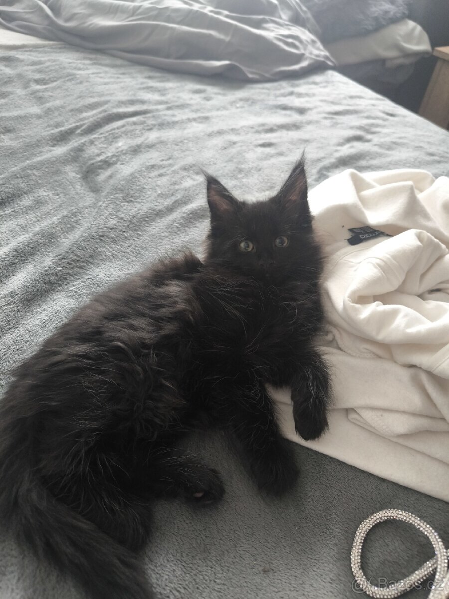 Mainská mývalí koťata s PP - 2