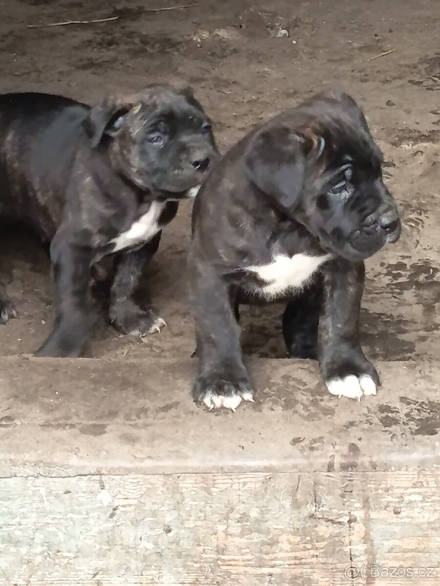 Cane Corso bez PP - 2