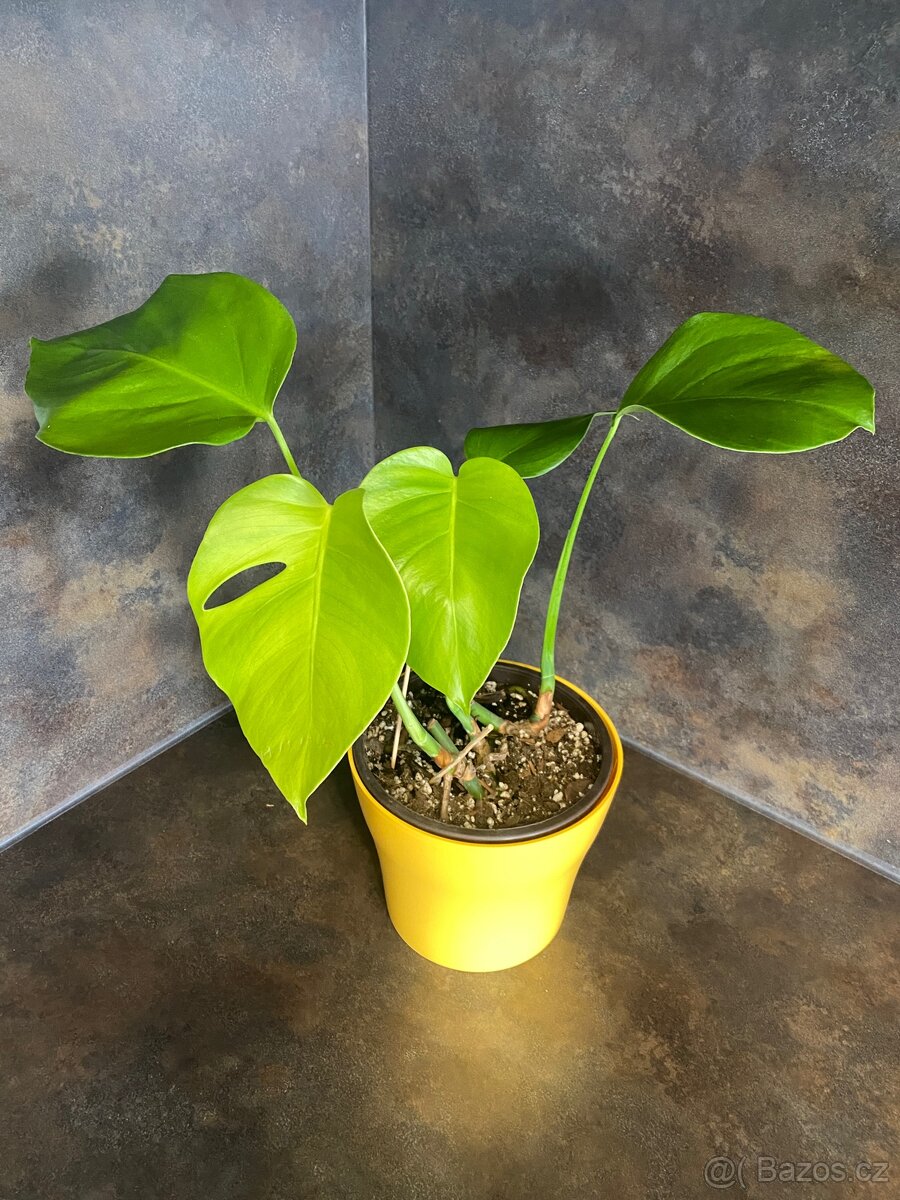 Monstera deliciosa - 2