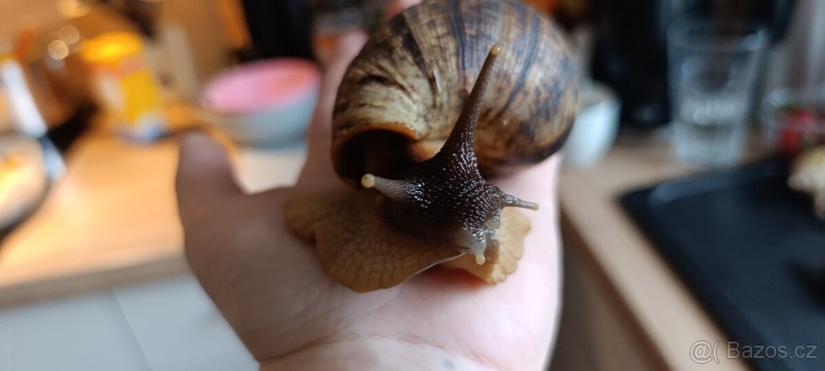 Afričtí šneci - 2