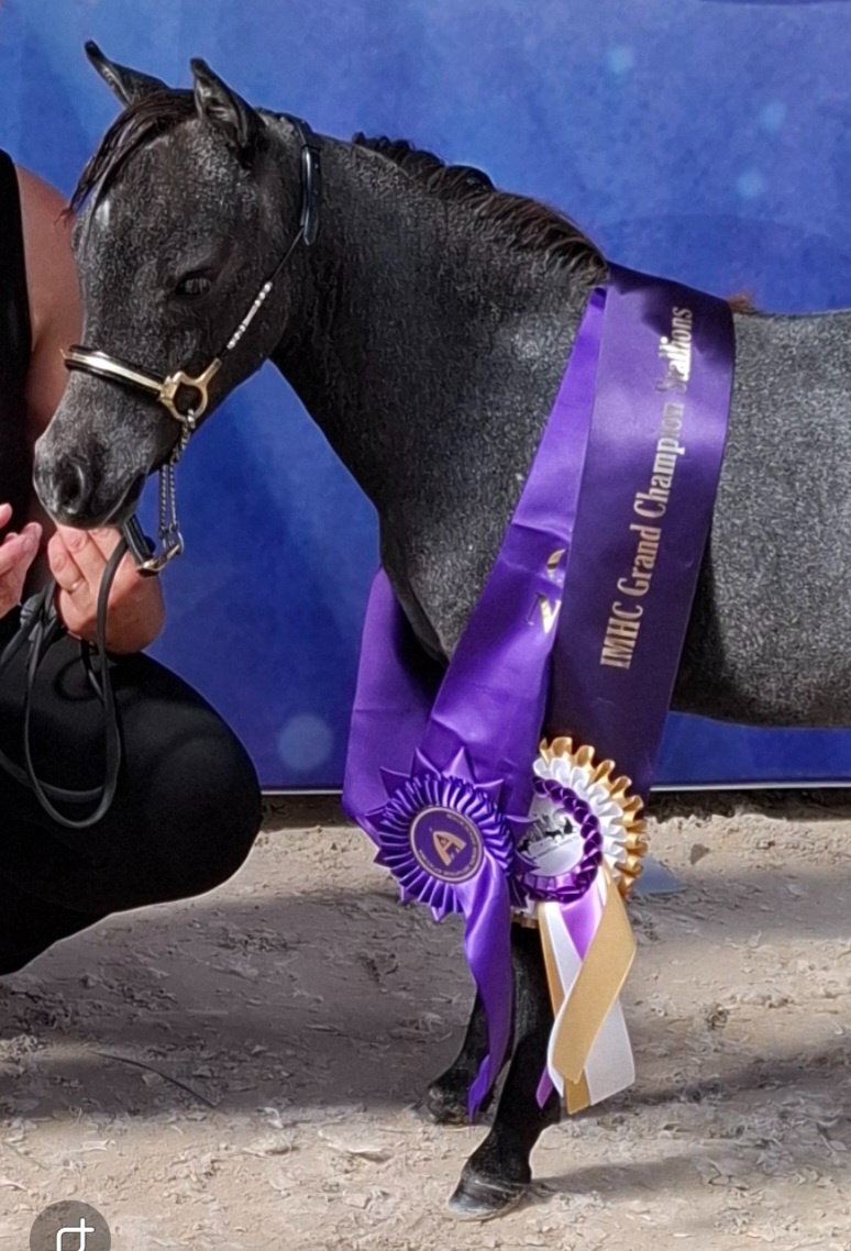 Hřebeček AMHA- minihorse - 2