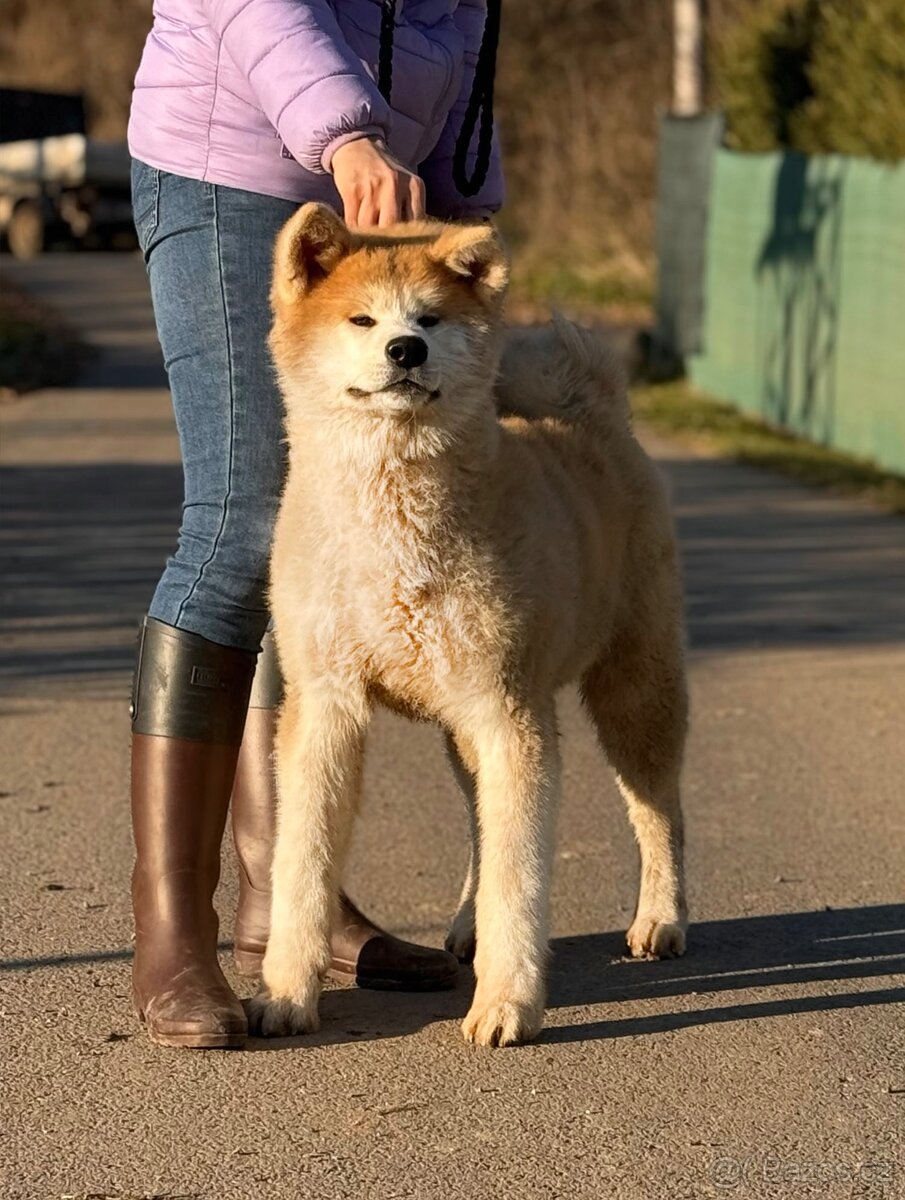 Akita Inu s průkazem původu FCI & AKIHO - odběr ihned - 2