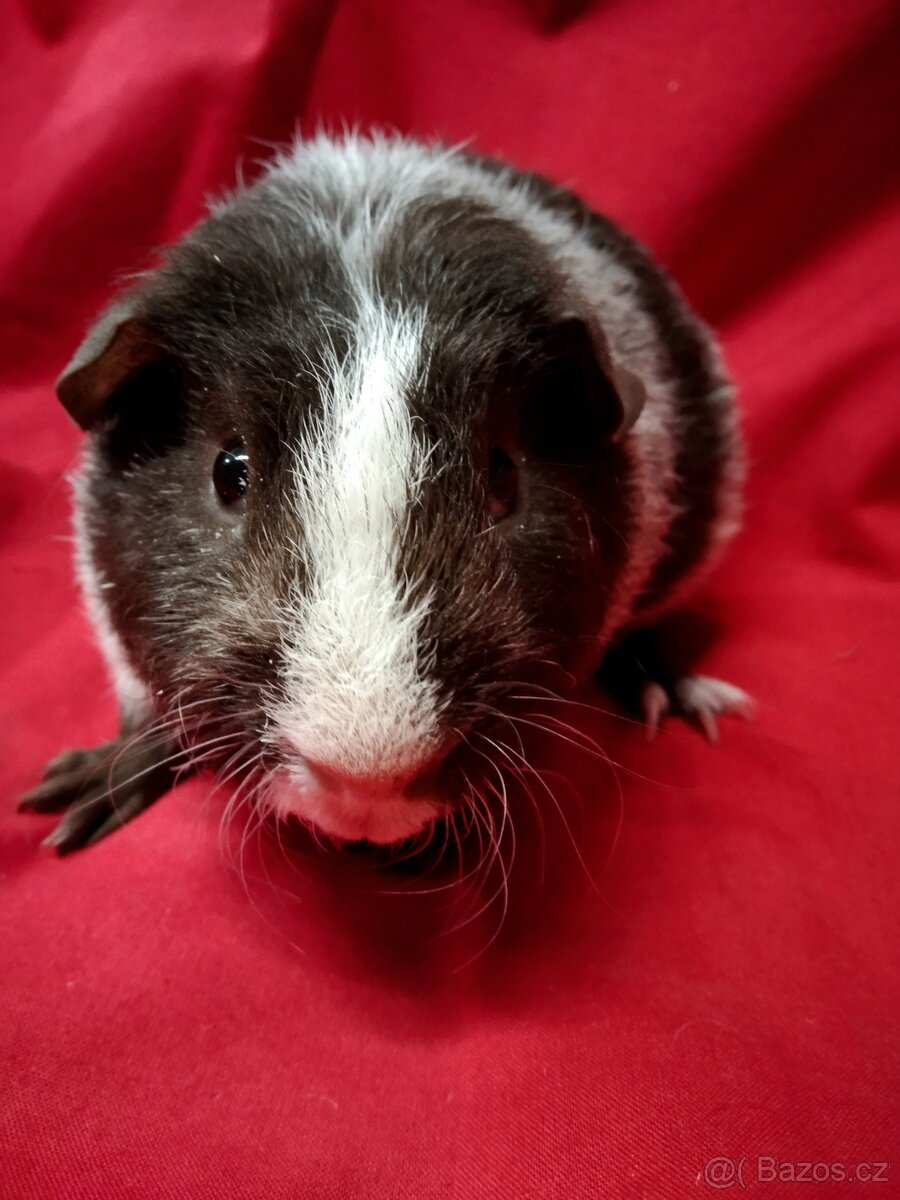 Morče 2x dalmatin, skg, sourozenci - 2