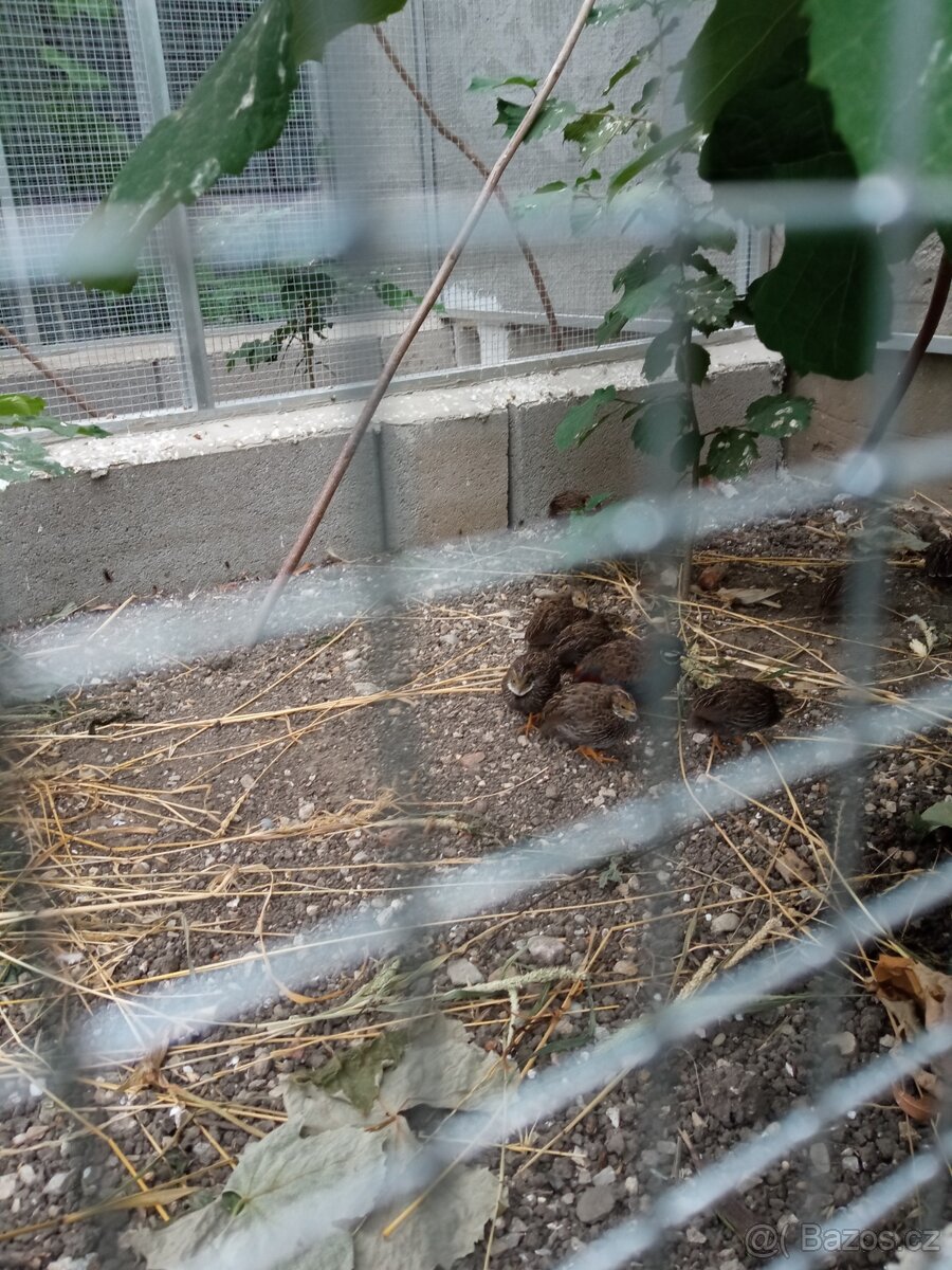 Kŕepelka činska, křepelky čínske - 2