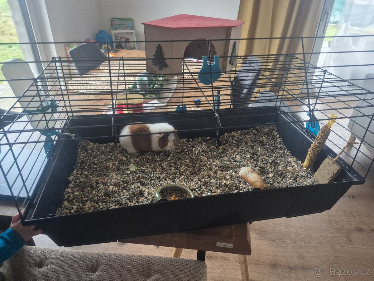 Daruji US teddy morče - 2