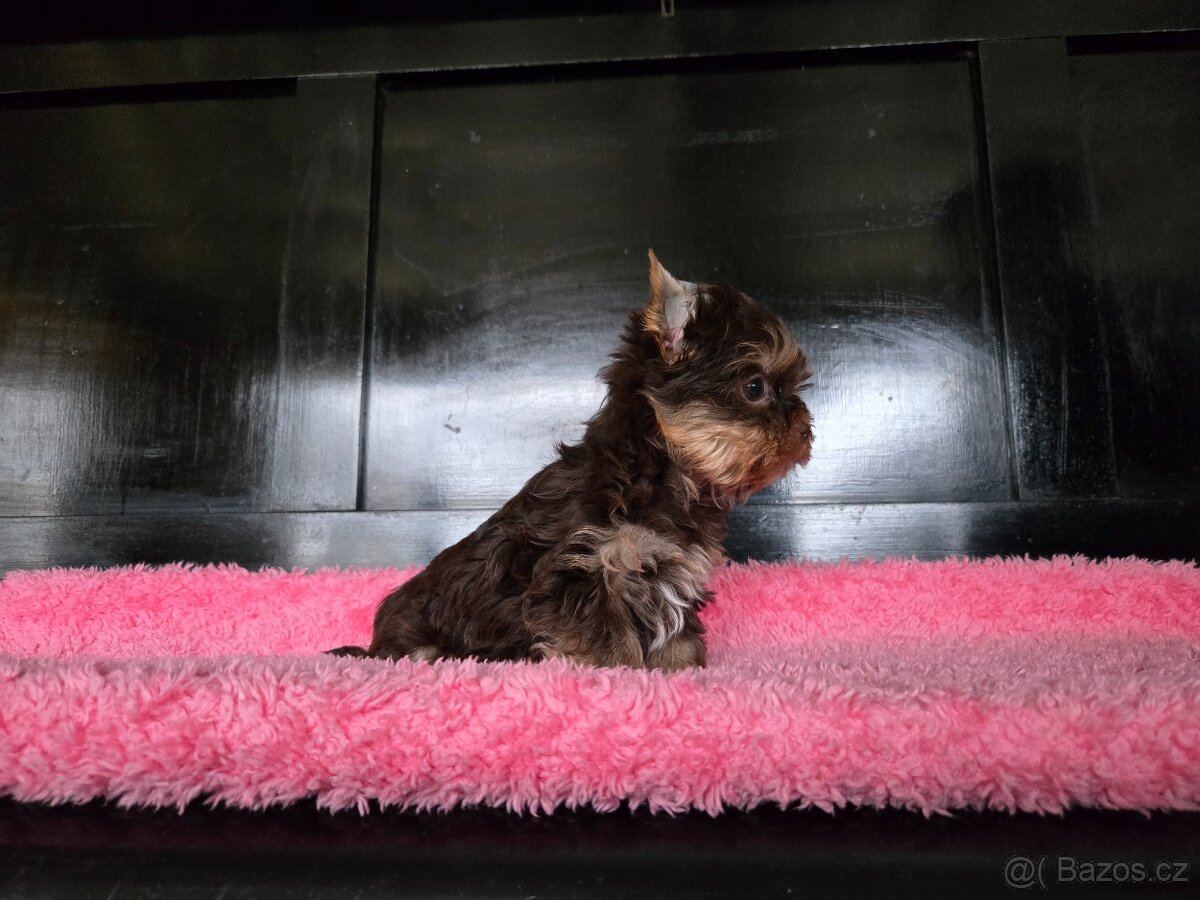 Jorkšírský teriér - 2