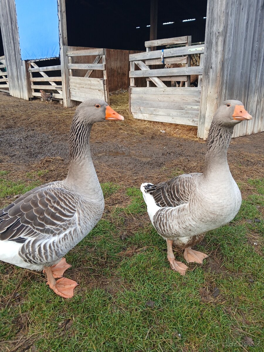 Prodám husy - Landéská - 2