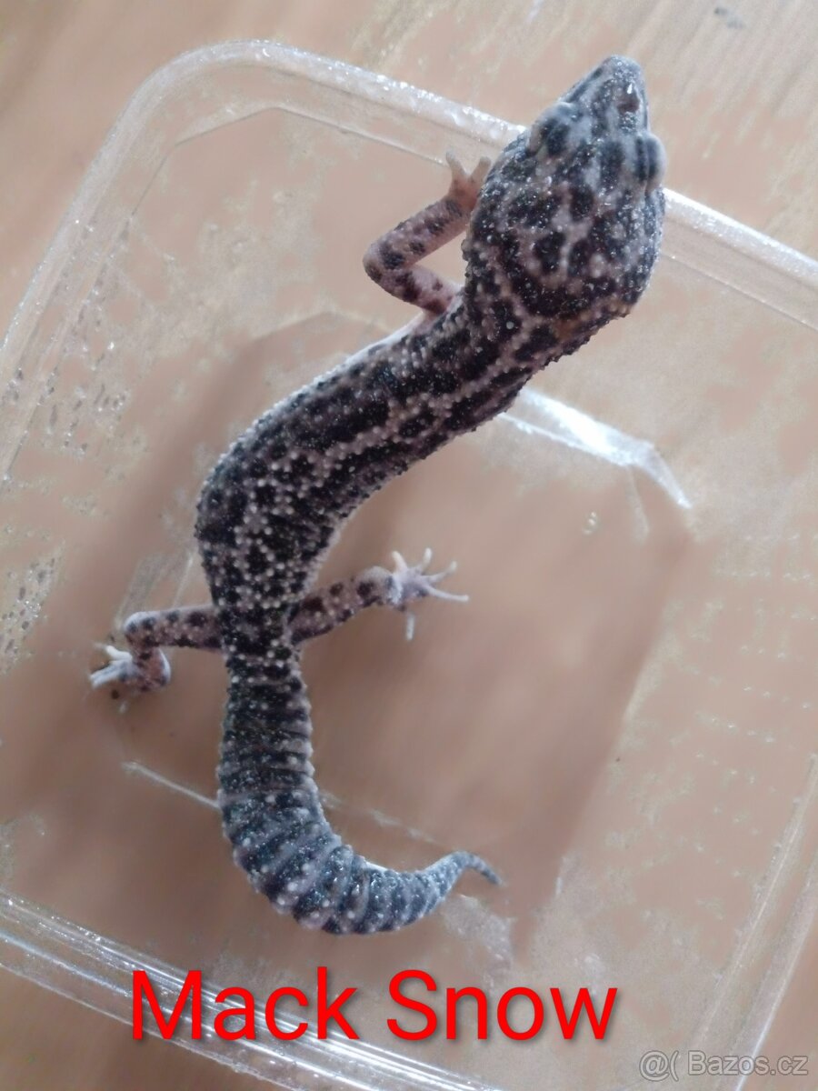 SLEVA - Gekončík noční ( Eublepharis macularius ) - 2