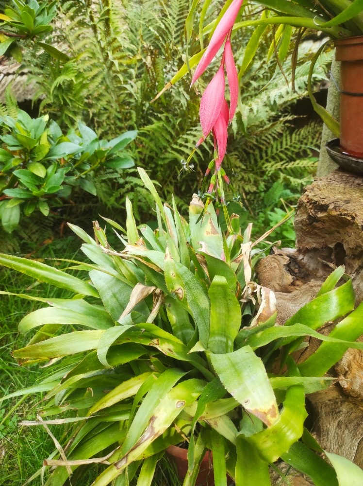 Sazenice bromélie - 2