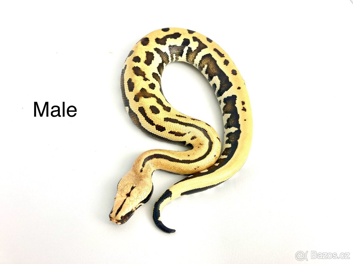 Krajta pestrá - Python brongersmai - 2