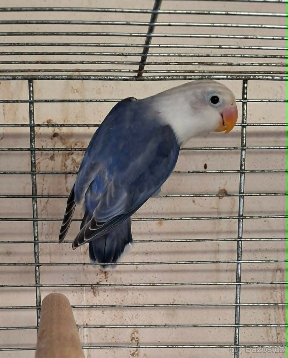 Prodám - 2