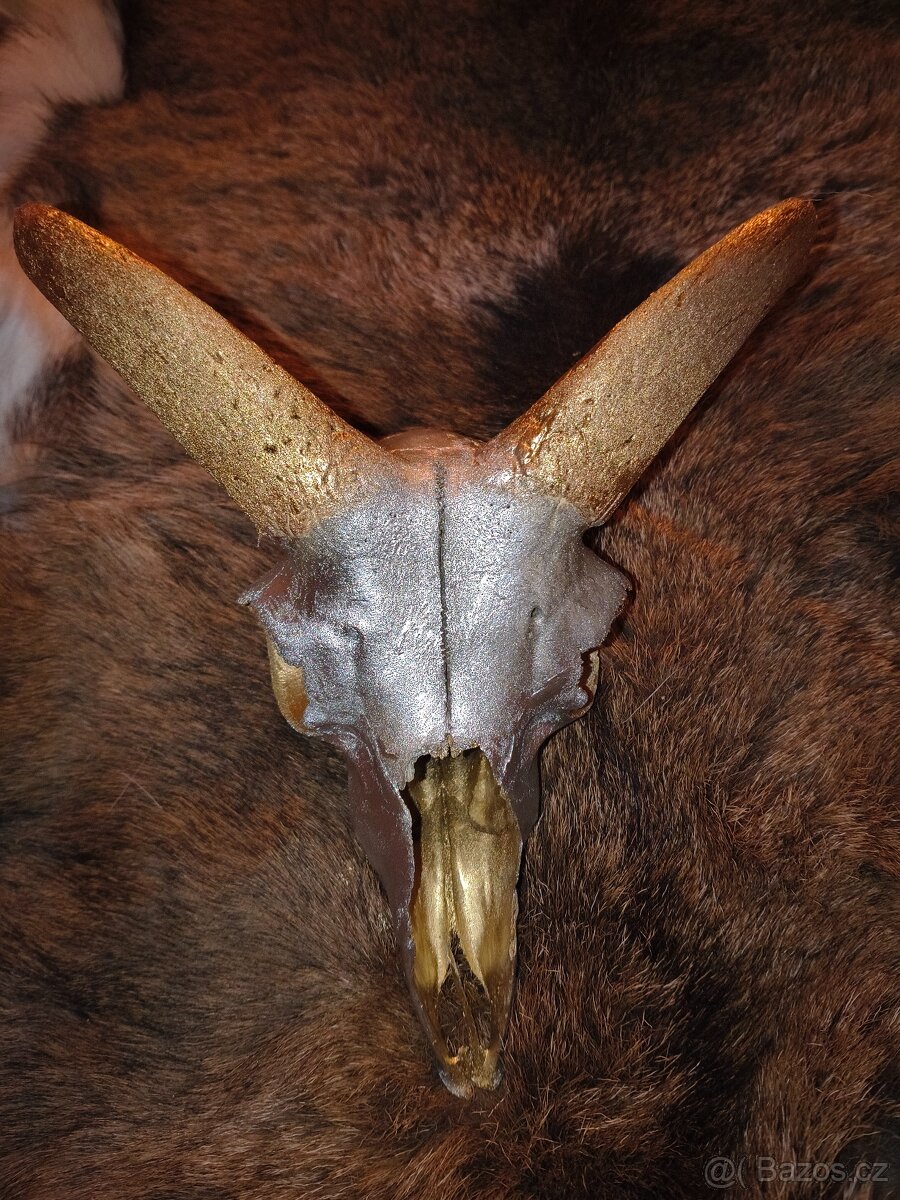 Originální dekorace – mufloní lebka - 2
