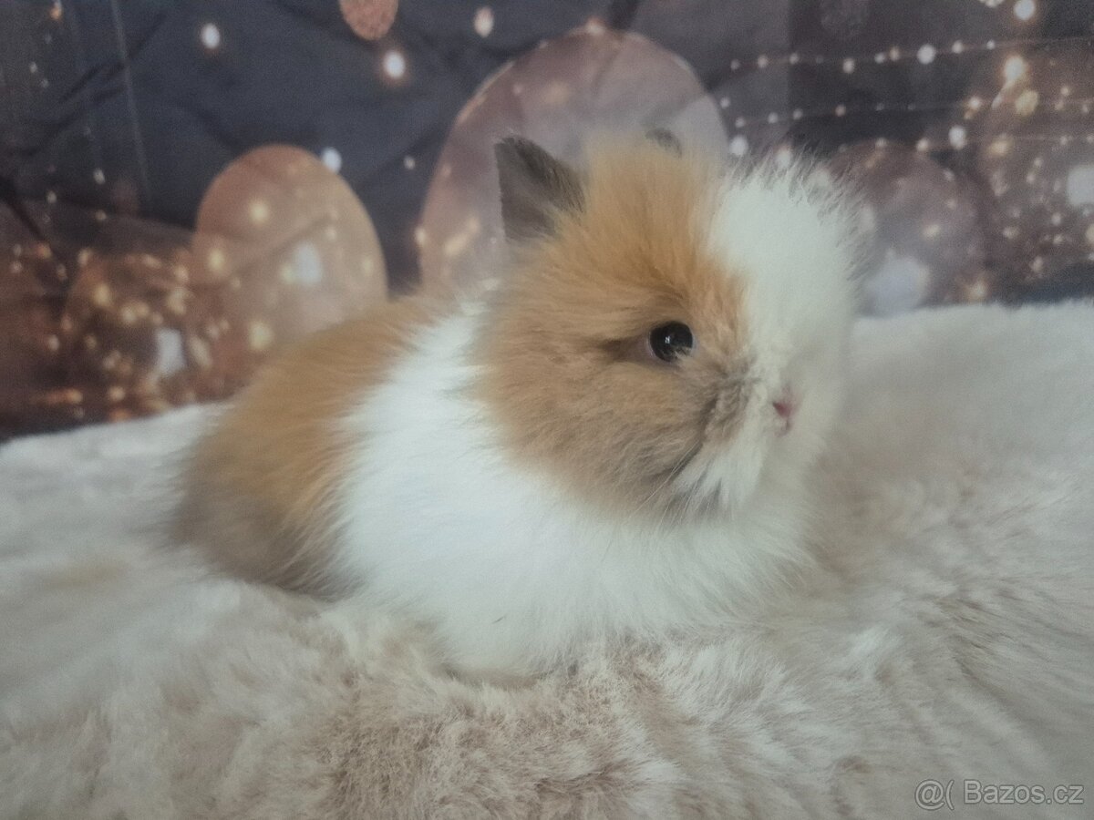 Zakrslý králík Teddy - 2