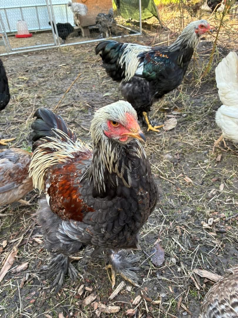 Kohouti brahmanka velká - 2