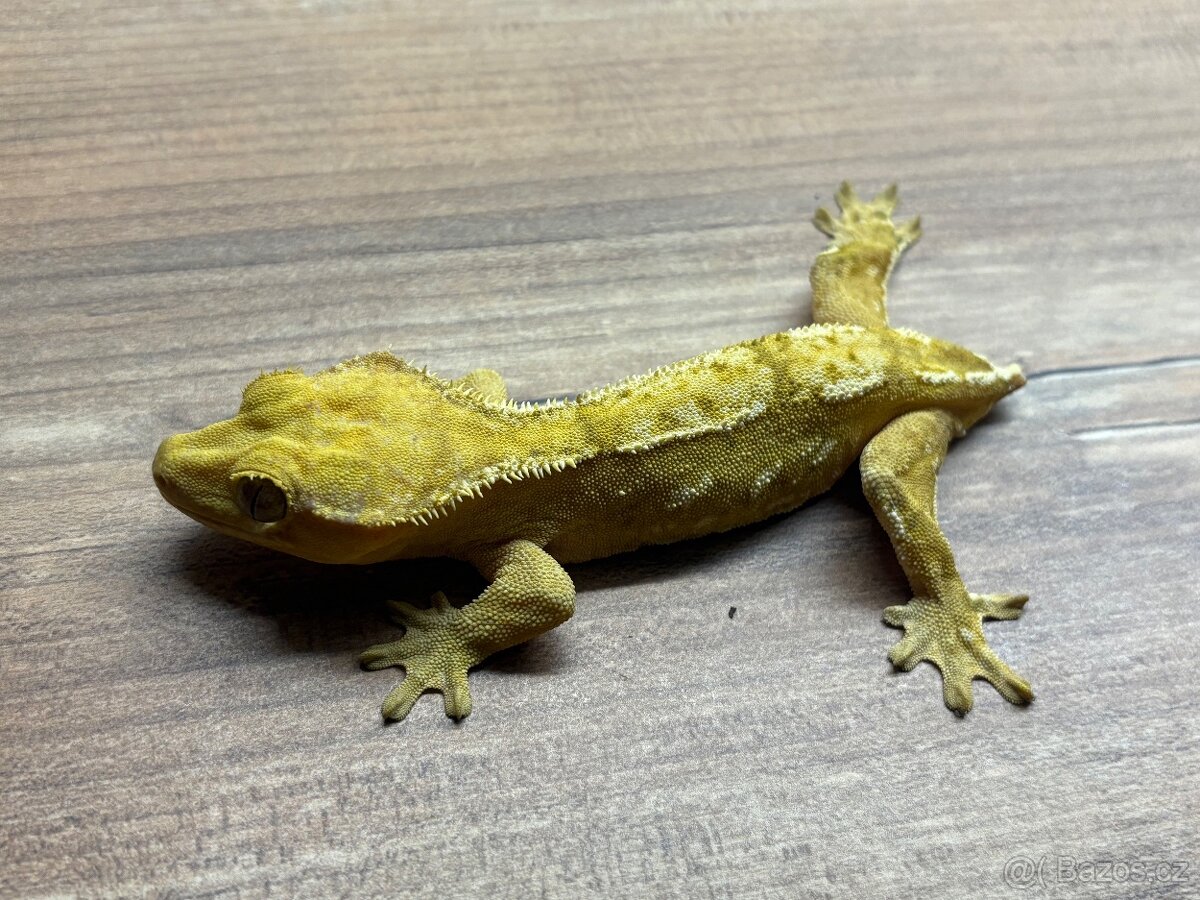 pagekon hrbolkohlavý,pagekon řasnatý - 2