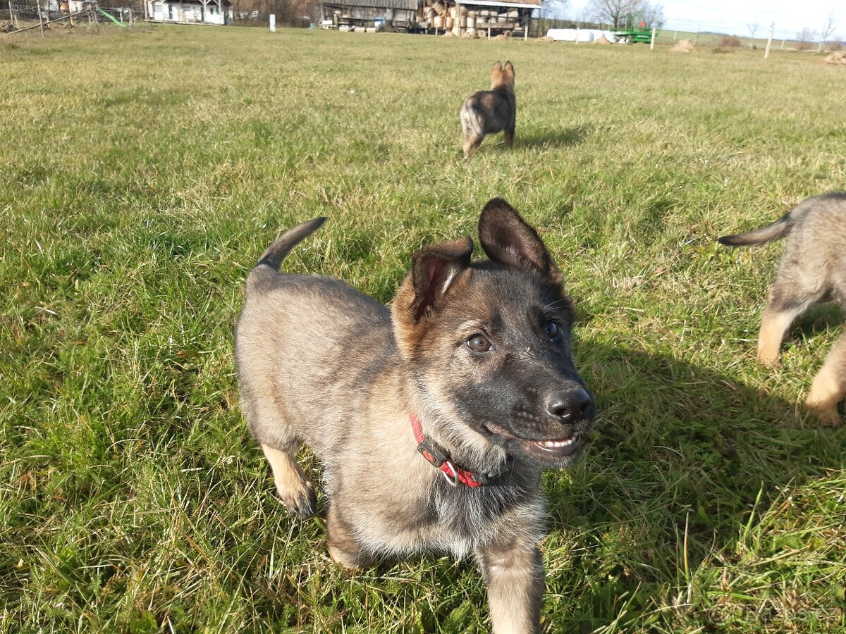 štěně - fenka - 2