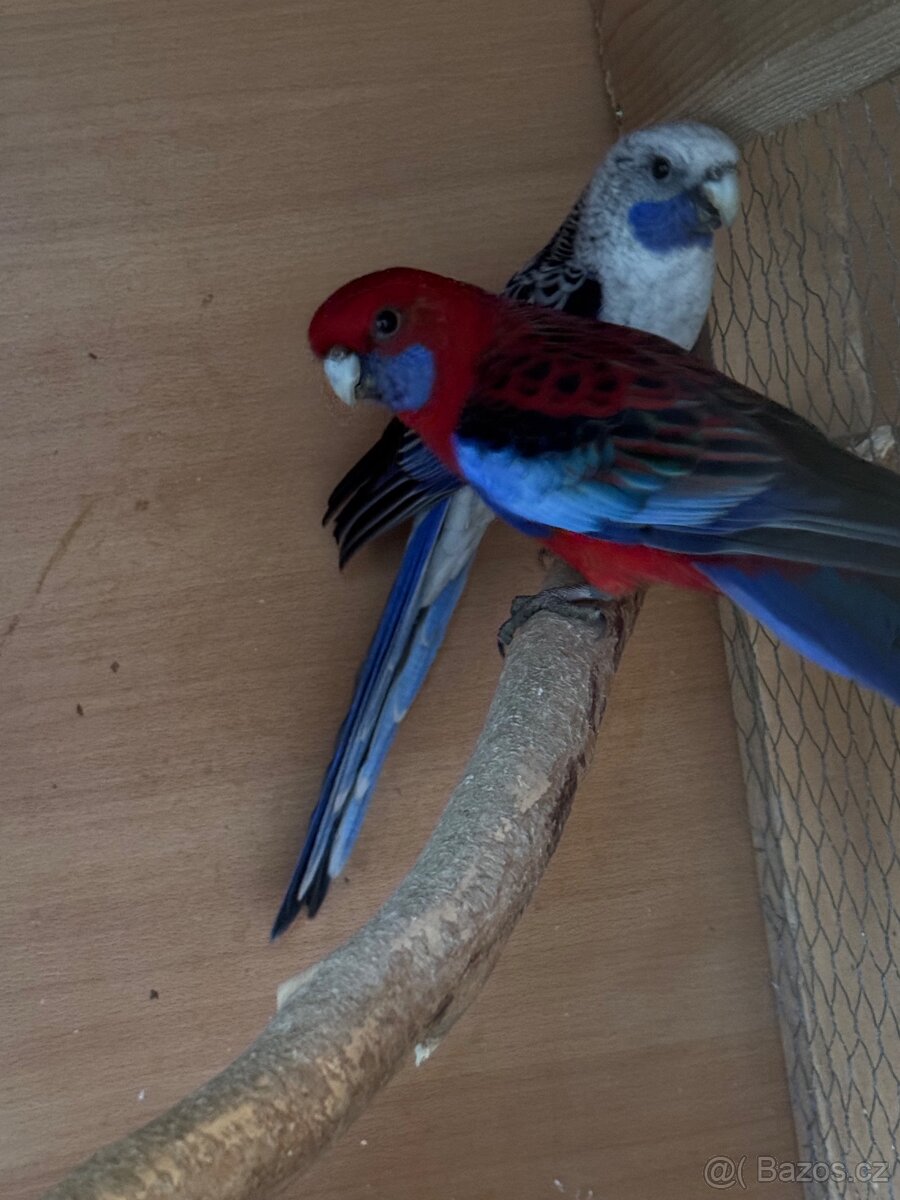 Prodám chovný pár penantů - 2