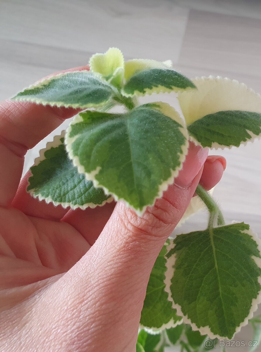 Variegatní ( panašovaný ) rýmovník - 2