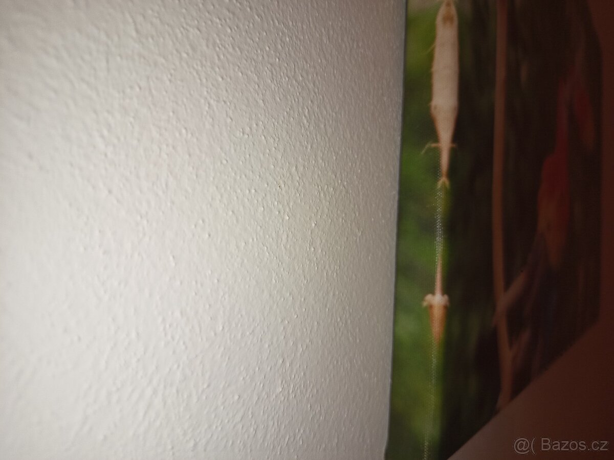 Obraz ptačí láska levne - 2