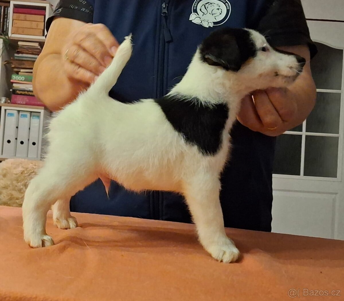 Foxterier hladkosrstý - 2