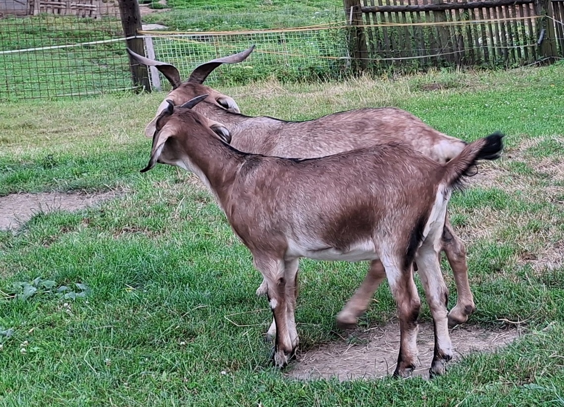 Kozička podílová anglonubijská - 2