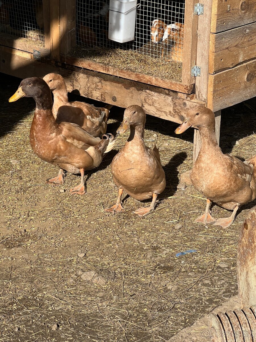 Kachna orpingtonská - 2