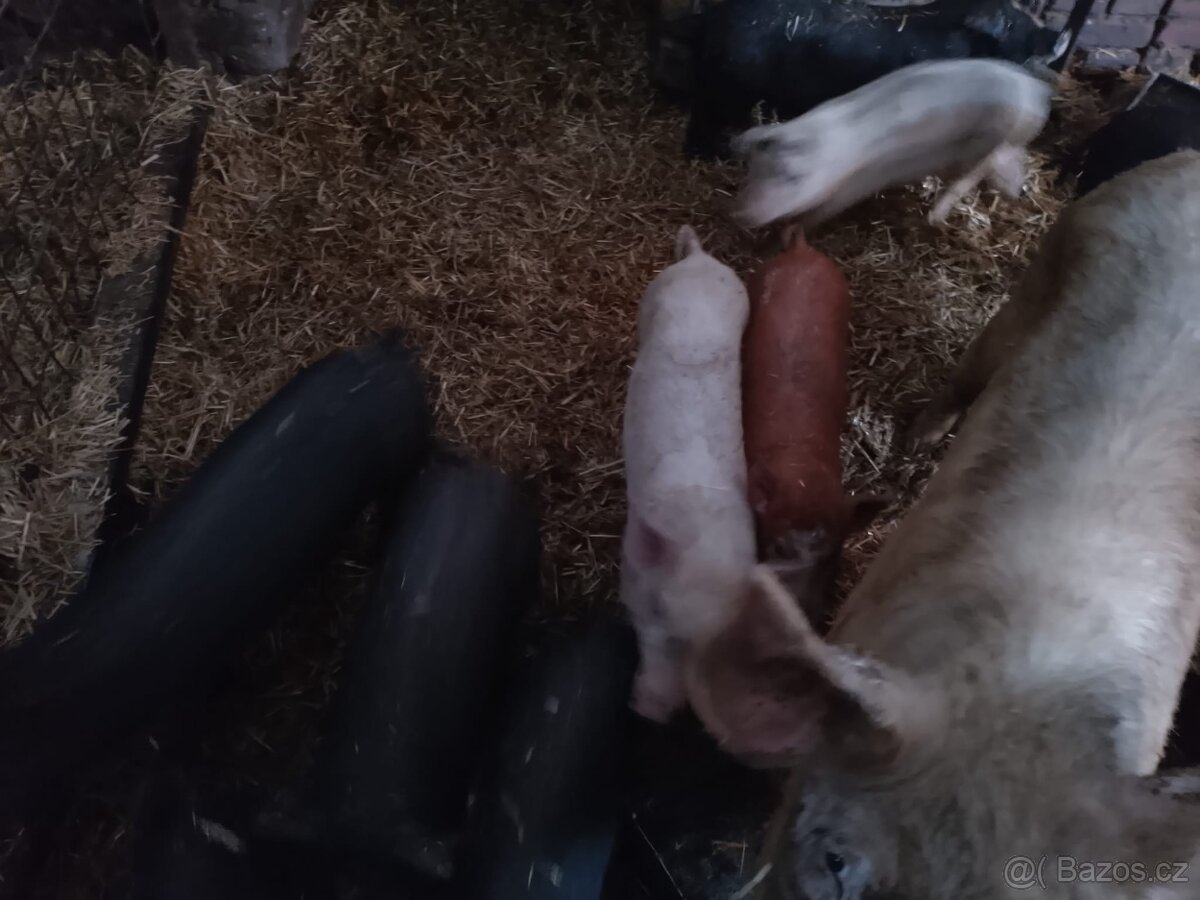 Prodám selata - 2