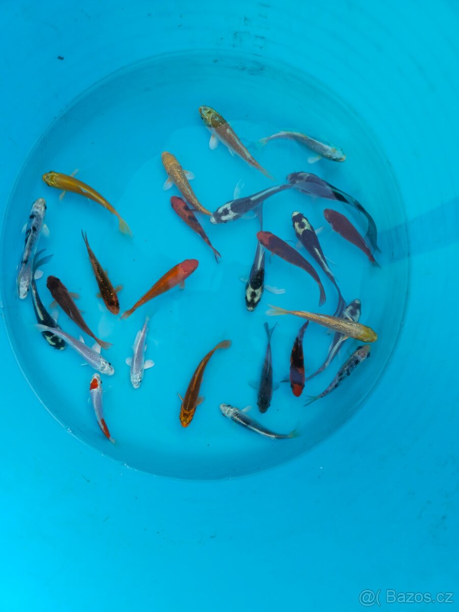❗️KOI KAPR 5-10CM❗️ - 2