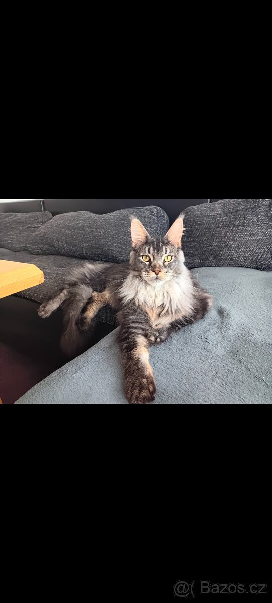 Mainská mývalí - 2