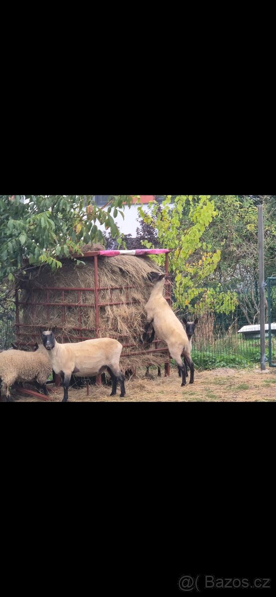 Plemenný beran Clun forest - 2