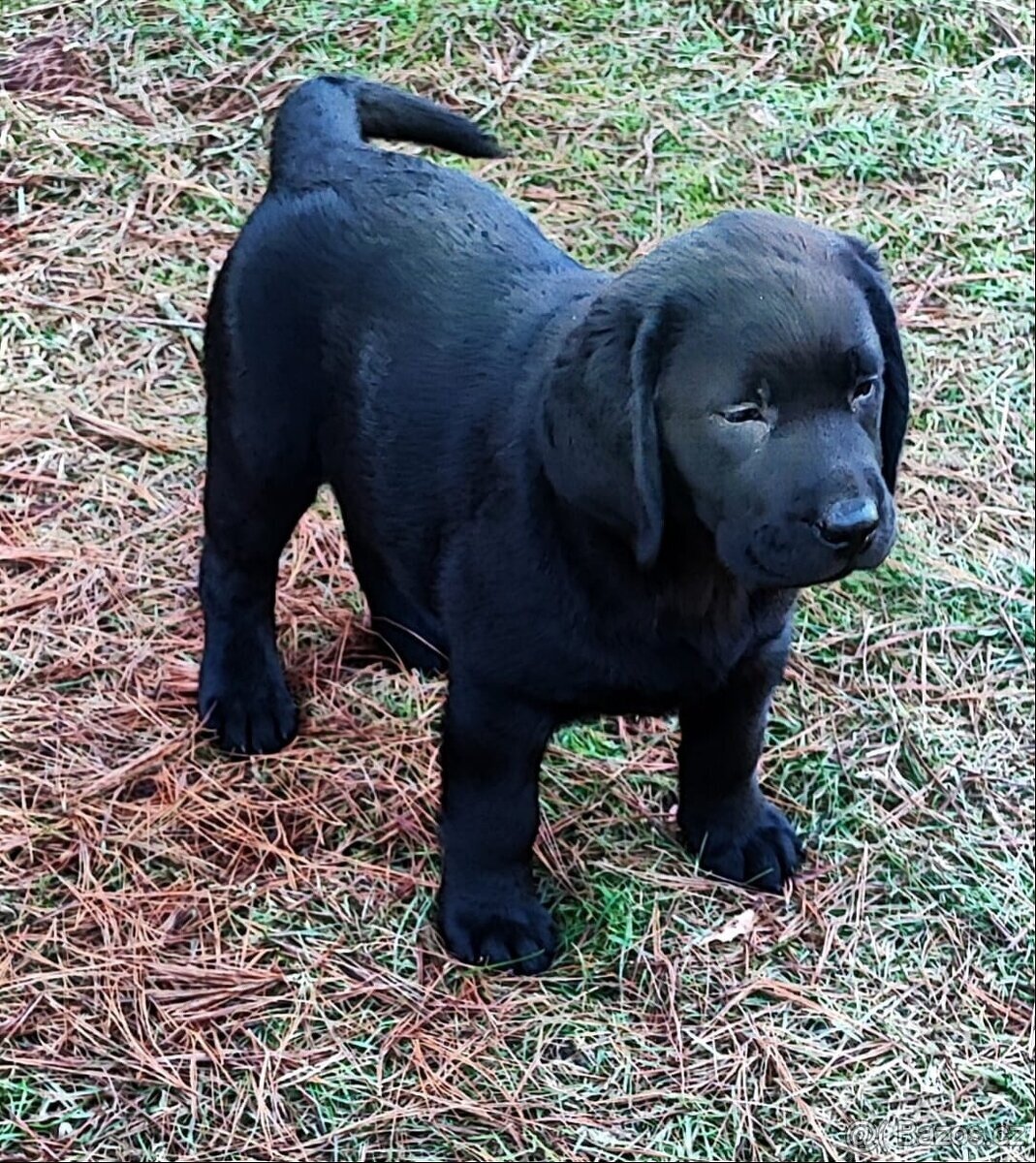 Labrador, kouzelný chlapeček - 2