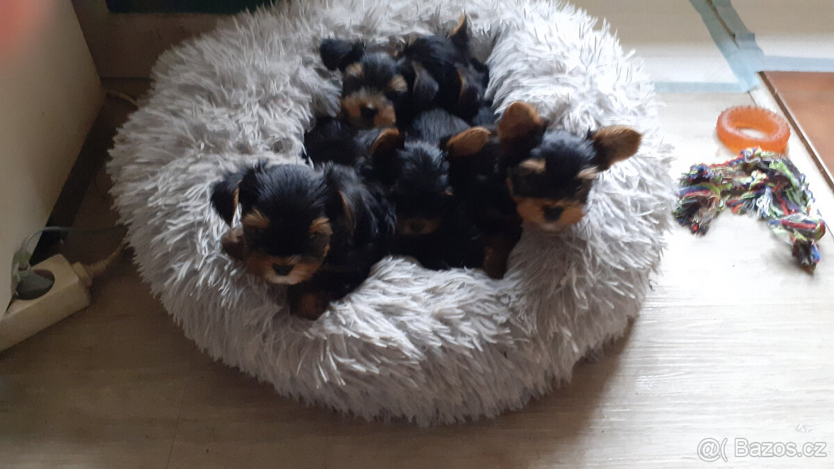 Jorkšírský teriér - 2