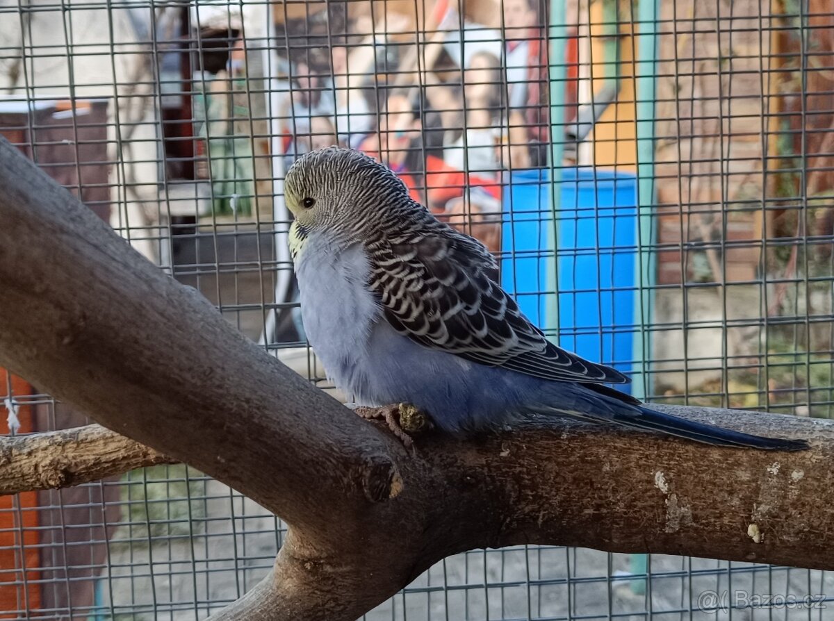 Prodám andulky z venkovní voliery - 2