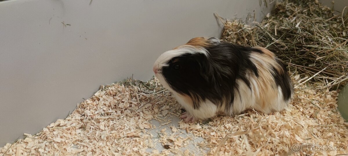 Morčátko + klec s vybavenim - 2