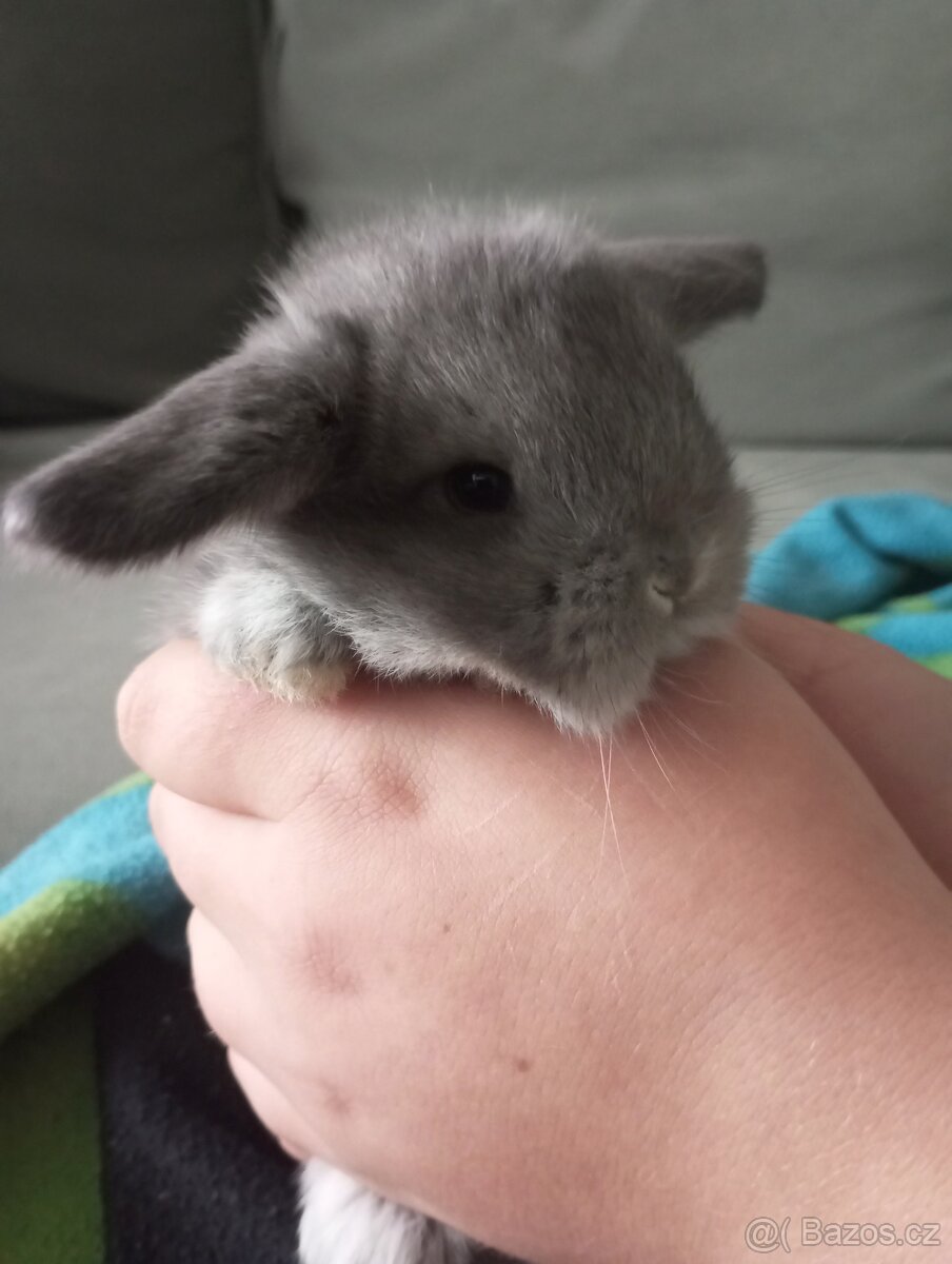 Zakrslý beránek králíček - 2