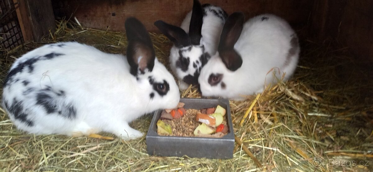 Německý obrovitý strakáč - 2