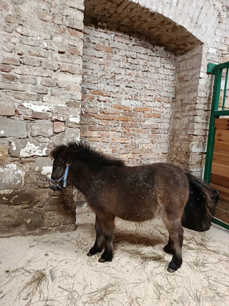 Poník mini - 2